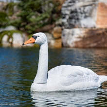 Floating Swan Decoy #74014